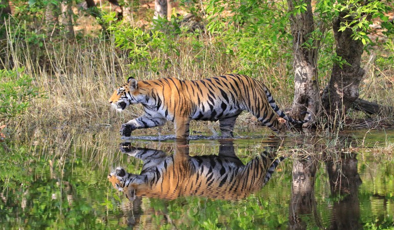 How it helps humans when we save Tigers?